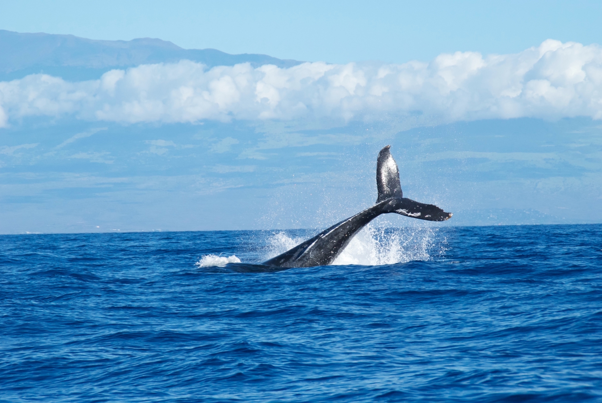 walvis-met-staart-boven-water.jpg#asset:1477